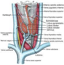 Schilddruse Biologie