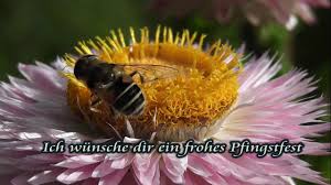 Pfingsten ist ein christliches fest. Frohe Pfingsten Guten Morgen Am Pfingstmontag Bilder Gifs Grusse Spruche Wunsche Sudwest Presse Online