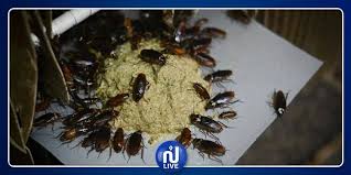 Voir plus d'idées sur le thème insectes, arthropodes, coléoptère. Le Cafard Dans La Cuisine Chinoise