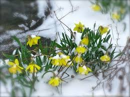 Narcissus Rijnveld S Early Sensation Daffodils Spring Garden Fall Bulbs
