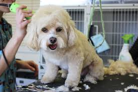 See more of all about pets mobile grooming on facebook. How Frequently Should I Go To The Groomers
