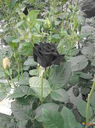 Pin On The Garden