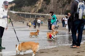 Intuitive fred888: 5th Corgi Con draws 1,000 dogs to Ocean Beach — and many  admirers as well