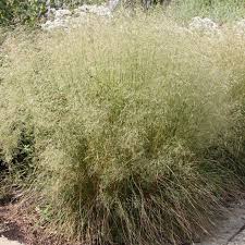 Delivery available to ny, nj & ct Buy Tufted Hair Grass Deschampsia Cespitosa 4 99 Delivery By Crocus