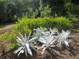 Image result for Moraea bella