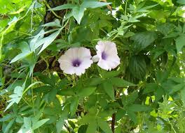 Image result for Ipomoea dichroa