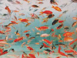Pin By Nguyen Phuongthaonhi On The Offstream Abstract Art Red Fish