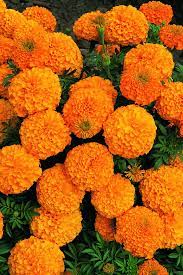 Discover how to find them in this part of the ac odyssey walkthrough. Inca Series F1 Orange Marigold Seeds Kings Seeds Marigold Flower Plants Orange Flowers