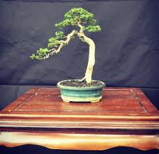 Image result for Premna senensis