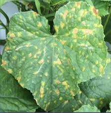 Image result for mildew on cucumbers