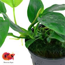 Image result for Astropanax barteri