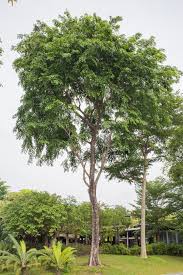 Image result for Pterocarpus