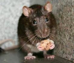 Yes I Took The Cookie