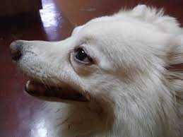 Chiku