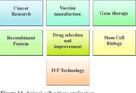 Animal cell culture technology today. Pdf An Animal Cell Culture Advance Technology For Modern Research Semantic Scholar