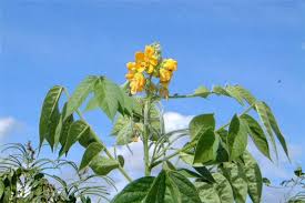 Image result for Senna hirsuta