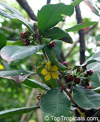 Image result for Ochna