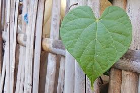 We did not find results for: Brotowali Rasanya Sangat Pahit Dan Kurang Disukai Ternyata Punya Banyak Manfaat Untuk Tubuh Semua Halaman Bobo