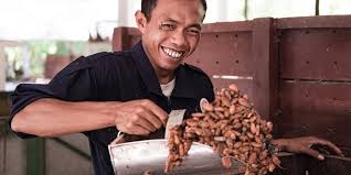 Participatory research, cocoa pests and diseases. Promoting Sustainable Cocoa Production In Indonesia Millennium Challenge Corporation