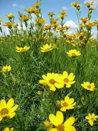 Pin On Wildflowers