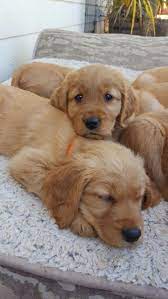 Red Golden Retriever Retriever Puppy Golden Retriever Dogs Golden Retriever
