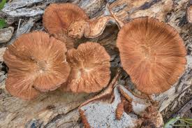 Image result for Polyceratocarpus