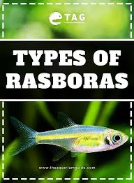 Types Of Rasboras Aquarium Fish Diy Fish Tank Aquascape Aquarium