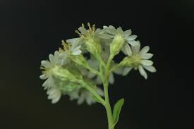 Image result for Pleiotaxis pulcherrima