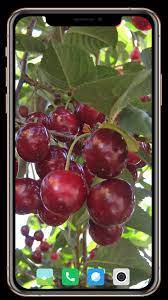 You should be able to choose what zone you are in. Fruit Trees Wallpaper Hd For Android Apk Download