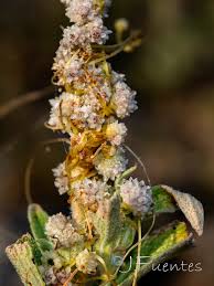 Image result for Cuscuta planiflora