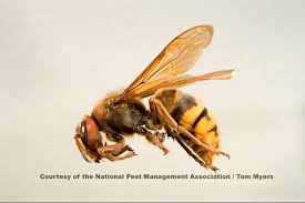 Wasps And Bees A Guide To Identifying Stinging Insects