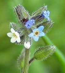 Image result for Boraginaceae