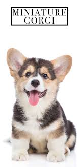 Long island pet rehoming network helps caring owners rehome dogs and cats safely and effectively. Miniature Corgi Can Your Favorite Dog Come In An Even Tinier Package