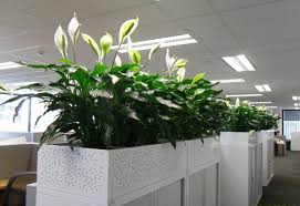 Plants are nature's sound absorbers. 8 Ways To Reduce Noise In Your Workplace Formaspace