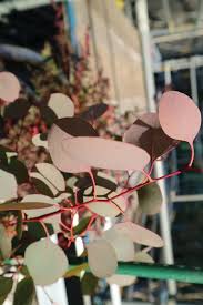 ユーカリの育て方や剪定方法 飾り方について Lovegreen ラブグリーン