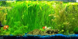 Image result for Vallisneria