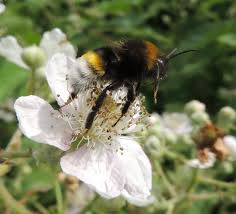 Image result for Bombus vestalis