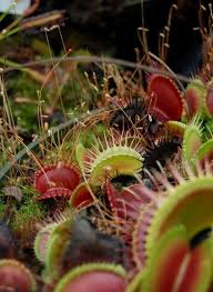 But even with the best prevention efforts, you still might get bitten. We Like It Wild Terror Ium Insect Eating Plants Plants Eating Plant