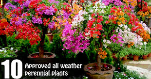 Just plant and watch your garden thrive as they bloom year after year. Top 10 All Weather Perennial Plants To Grow In Pots Blog Nurserylive Com Gardening In India