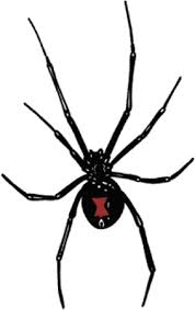 Usually on the underside of the female's abdomen (venter) is a red hourglass mark and one or two red spots over the spinnerets and along the middle of her back. Latrodectus An Overview Sciencedirect Topics