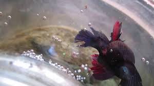 Betta Fish Laying Eggs Youtube