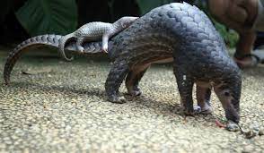 Pangolins are solitary and secretive creatures, venturing out primarily at night. What S The World S Most Trafficked Mammal Shareamerica