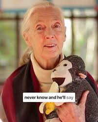 About Mr. H, Jane's Plush Monkey