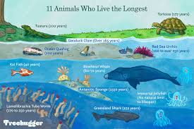 Maybe you would like to learn more about one of these? 11 Animals That Live The Longest