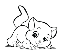 Pin On Gato