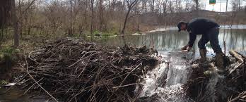 To avoid beaver damage, wrap ornamental trees and shrubs with hardware cloth or screen with the height of at least 3 feet. Memphis Beaver Removal Beaver Trapping Animal Pros