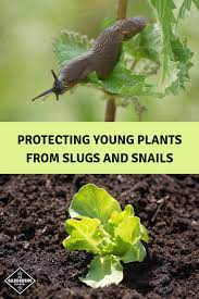 How To Protect Seedlings From Slugs And Snails Gardening Channel Slugs In Garden Garden Pests Plants