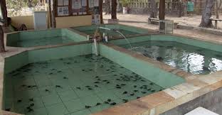 Kolam Konservasi Kura Kura Pasirpantai Com