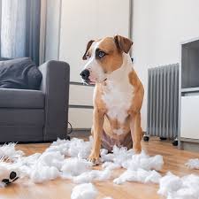 This is the most efficient solution for destructive bed chewing, but the triggers may lie beyond your control. How To Stop A Dog From Chewing Carolina Veterinary Specialists Rock Hill Emergency Vet