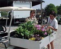 Image result for Nicolasia pedunculata